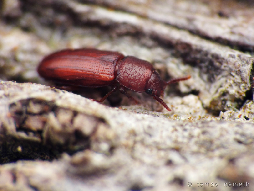 Palorus depressus - szögleteshomlokú kislisztbogár