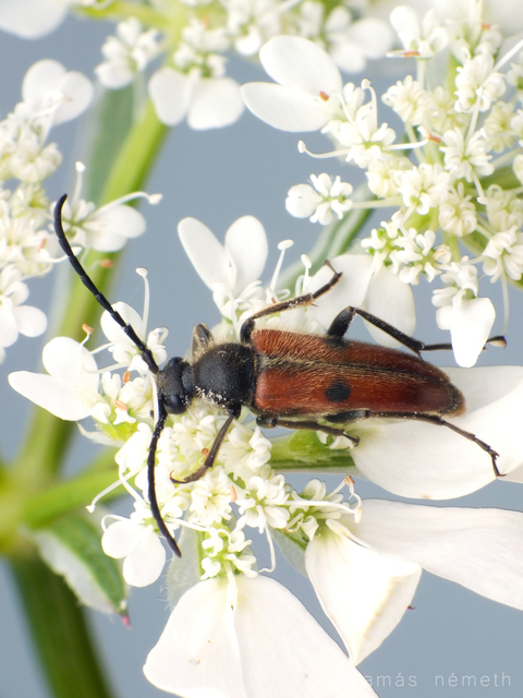 Vadonia unipunctata - kétpettyes virágcincér