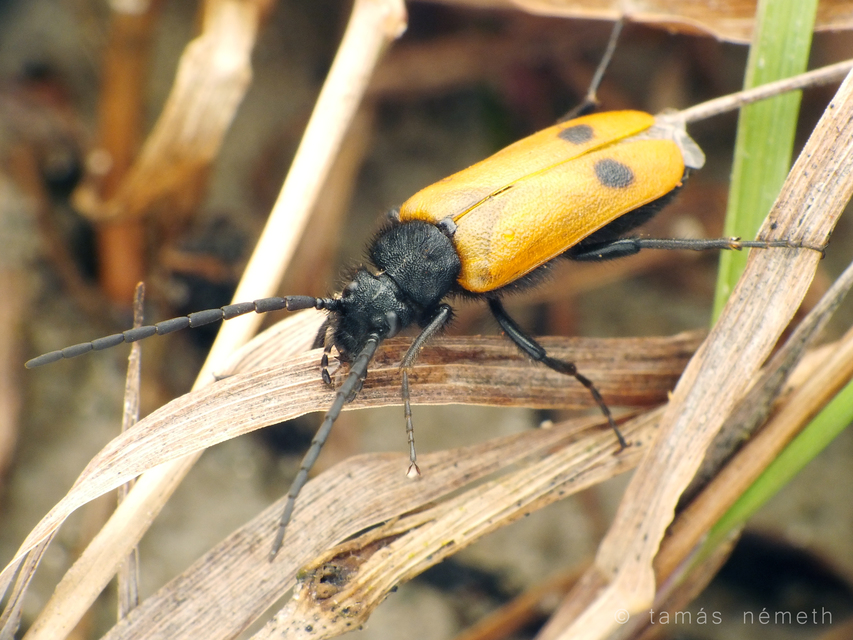 Apalus bimaculatus - kétfoltos élősdibogár