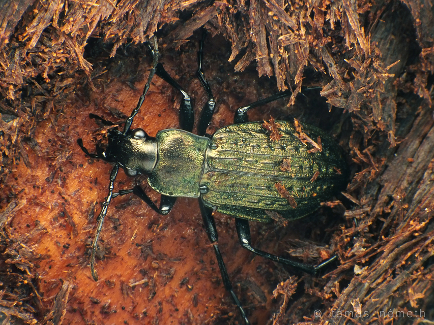 Carabus granulatus - mezei futrinka