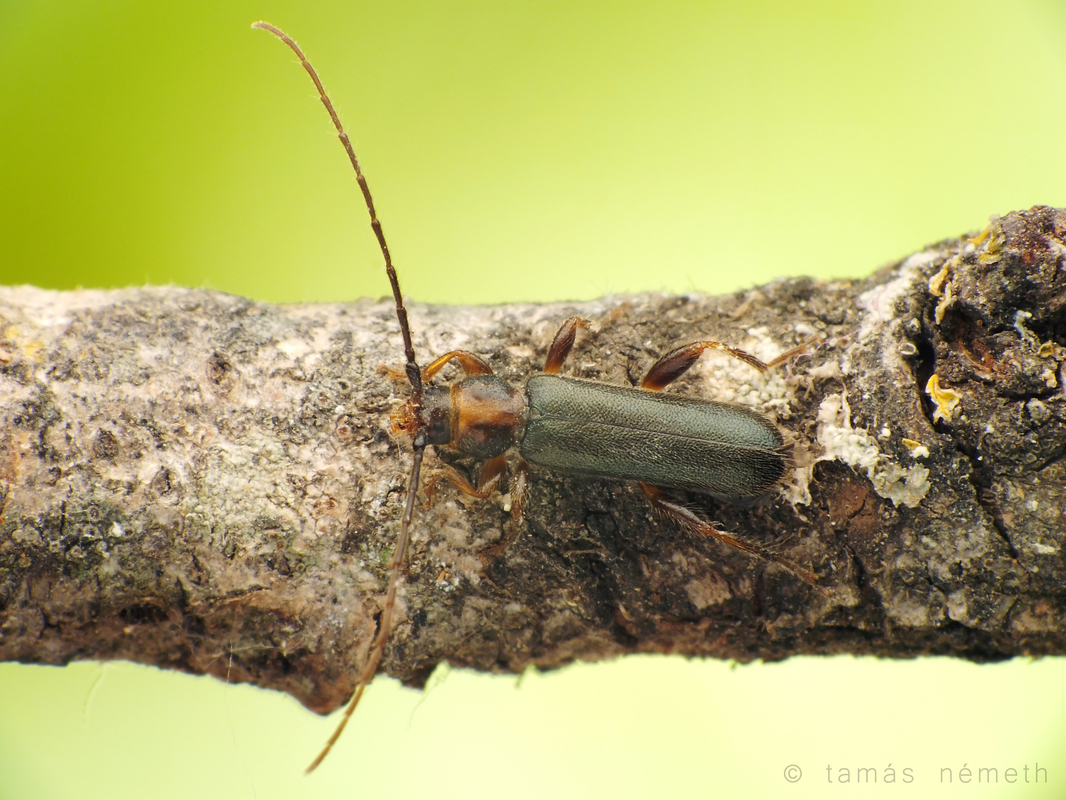 Phymatodes lividus