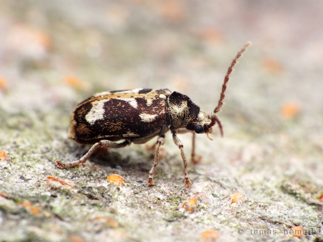 Ptinomorphus imperialis - díszes álszú