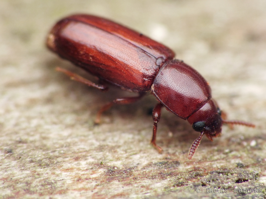 Corticeus fraxini