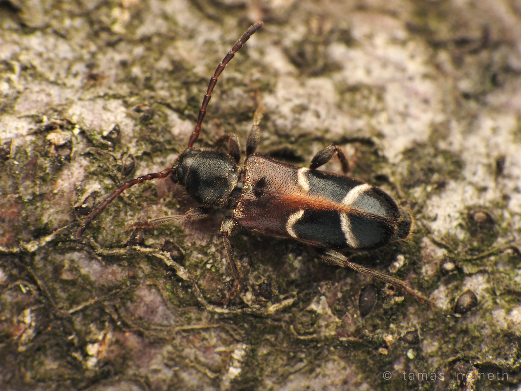 Phymatodes alni - apró háncscincér
