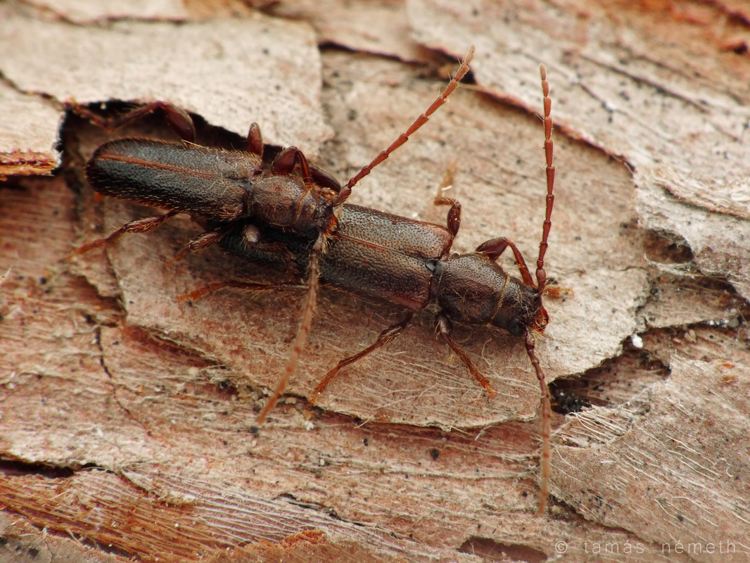 Phymatodes glabratus - boróka-háncscincér
