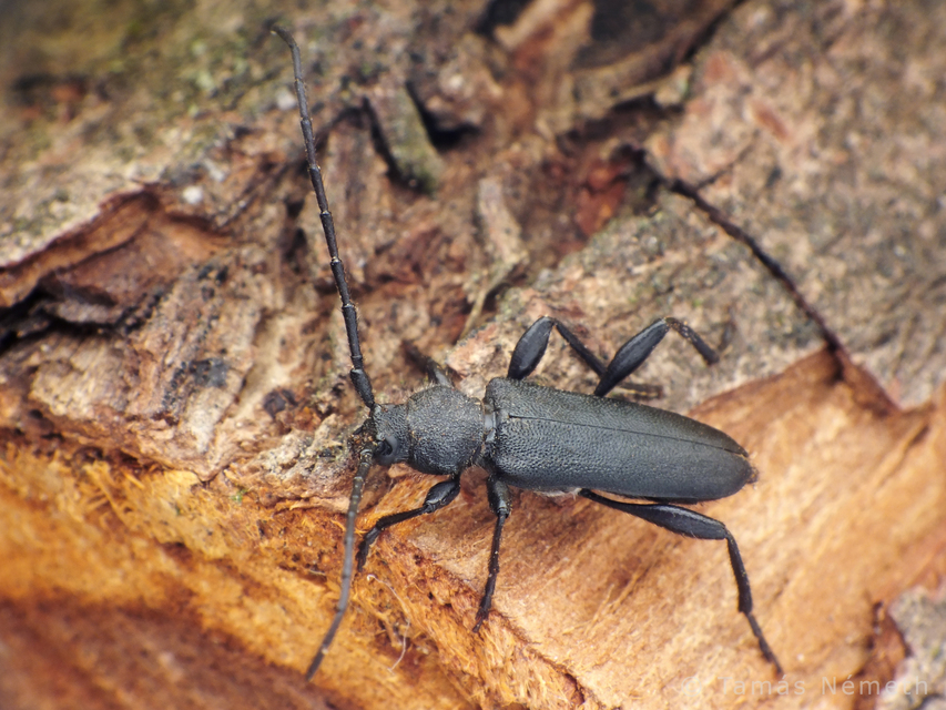Ropalopus macropus - kis facincér Ropalopus macropus - kis facincér