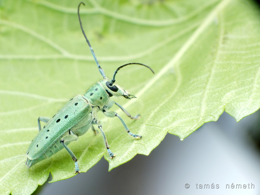 Saperda punctata - pettyes szilcincér Saperda punctata - pettyes szilcincér
