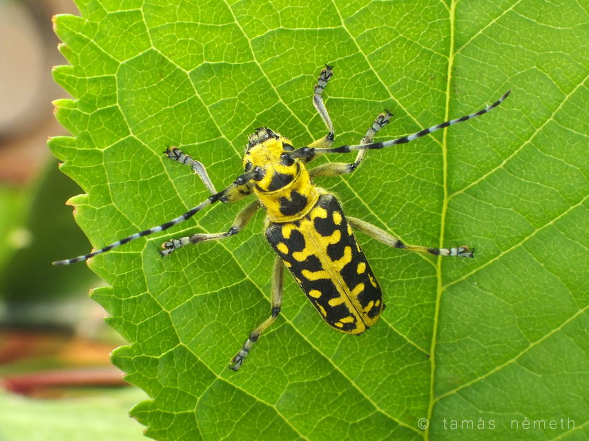 Saperda scalaris - létracincér