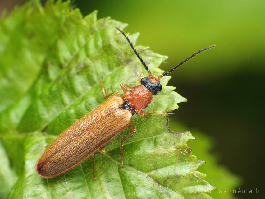 Denticollis linearis - dülledtszemű pattanó