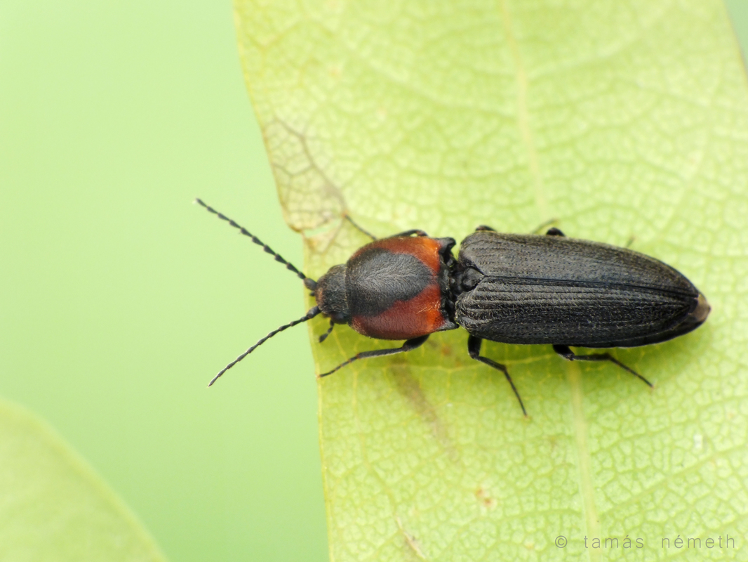 Cardiophorus discicollis - korongfoltos szívespattanó