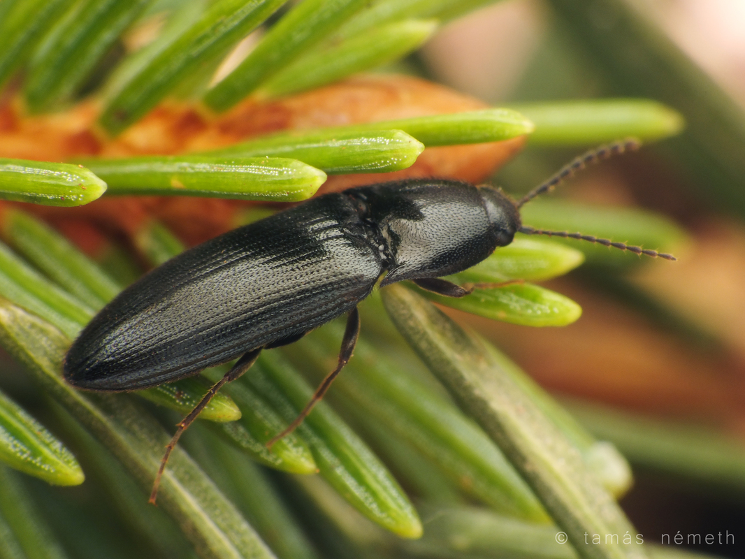 Ampedus nigrinus - ébenpattanó