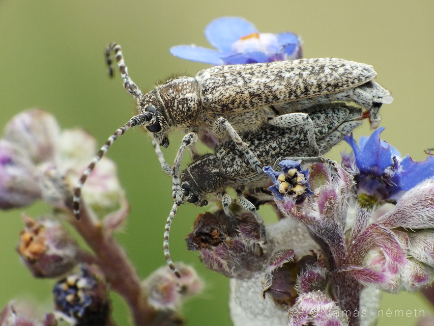 Pilemia tigrina - atracélcincér