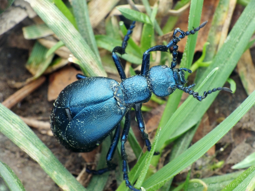 Meloe violaceus - kék nünüke