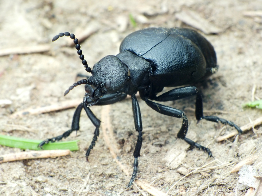 Meloe scabriusculus - érdes nünüke