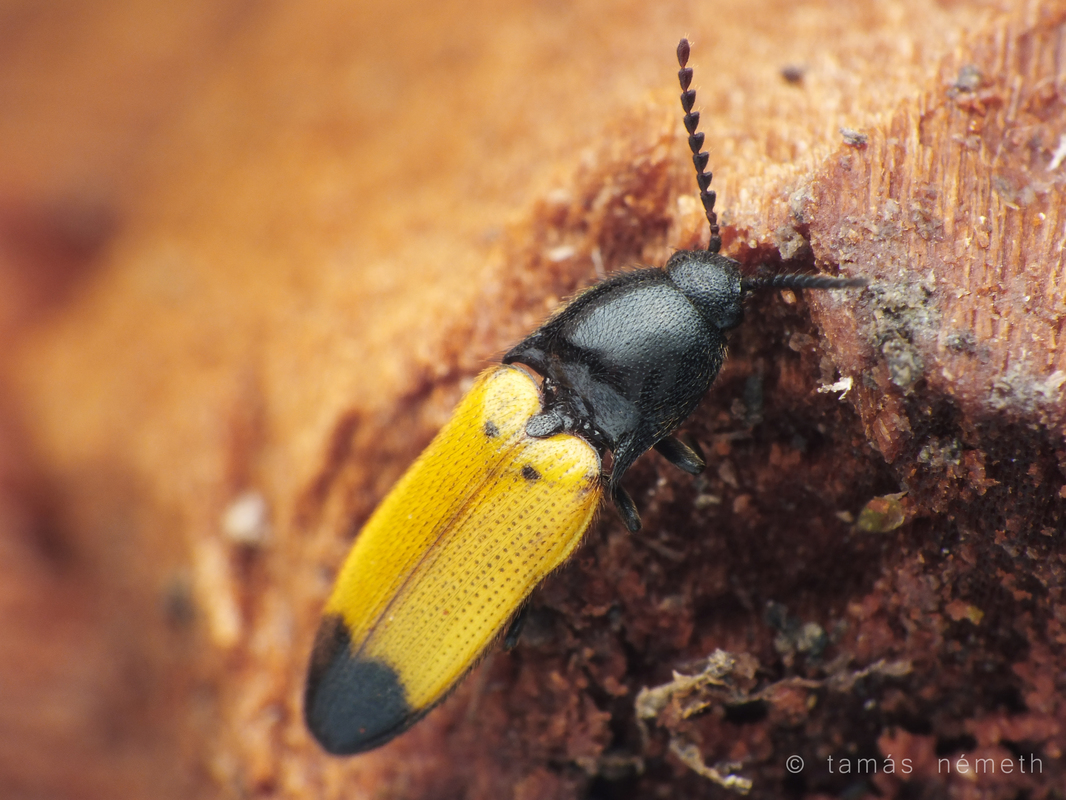 Ampedus elegantulus - csinos pattanó