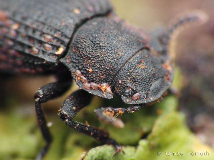 Bolitophagus reticulatus - bordás taplóbogár Bolitophagus reticulatus - bordás taplóbogár