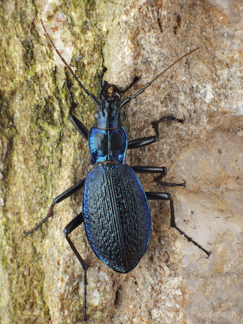 Carabus intricatus - kék laposfutrinka