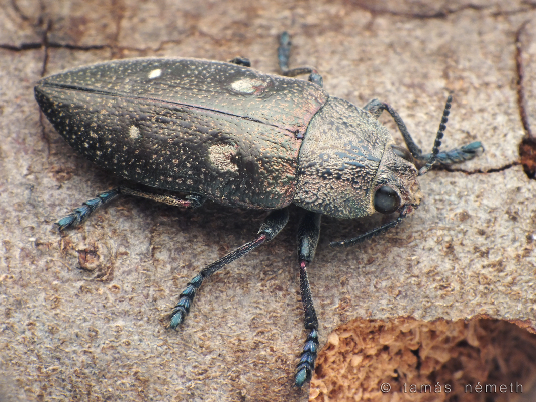 Chalcophorella stigmatica