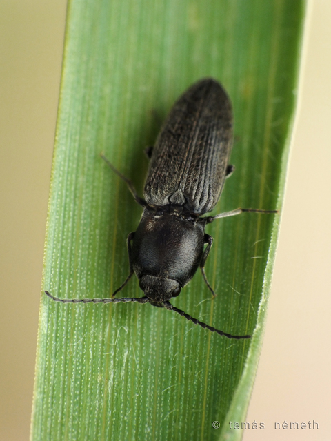Cardiophorus discicollis - korongfoltos szívespattanó
