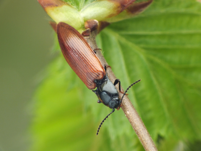 Hypoganus inunctus - téglavörös pattanó