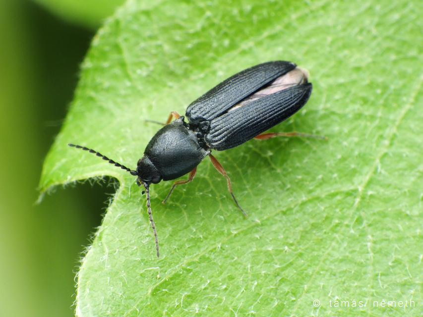Cardiophorus erichsoni - sötét szívespattanó