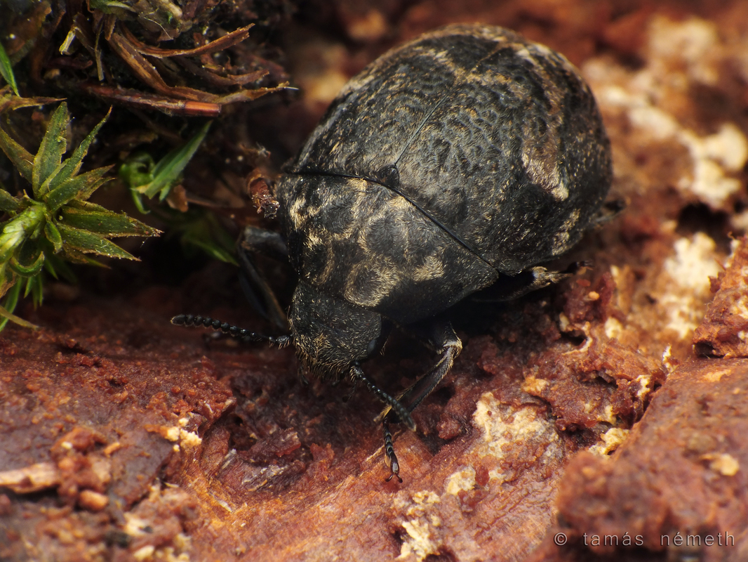 Byrrhus gigas - nagy labdacsbogár