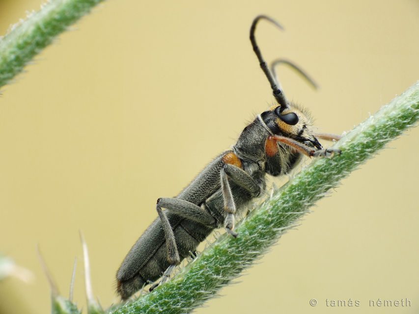 Phytoecia paulusi