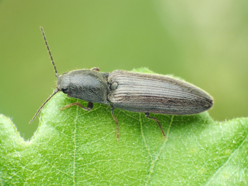 Athous haemorrhoidalis - szurkos pattanó