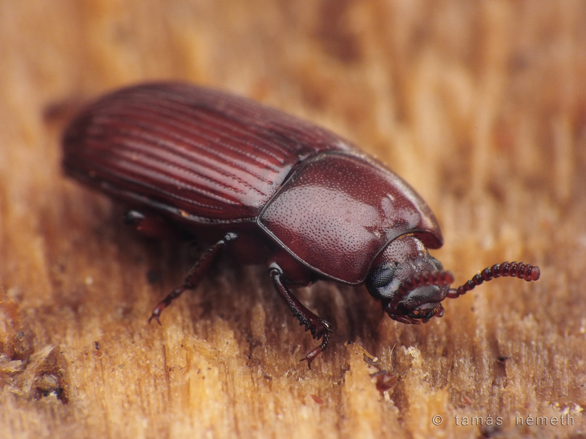 Uloma culinaris - nagy rágványbogár