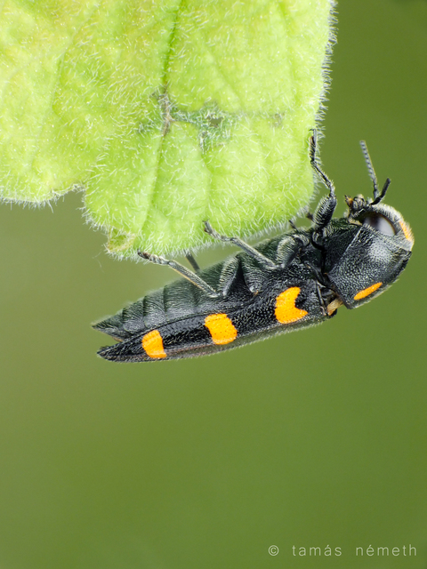 Ptosima undecimmaculata - sárgafoltos díszbogár