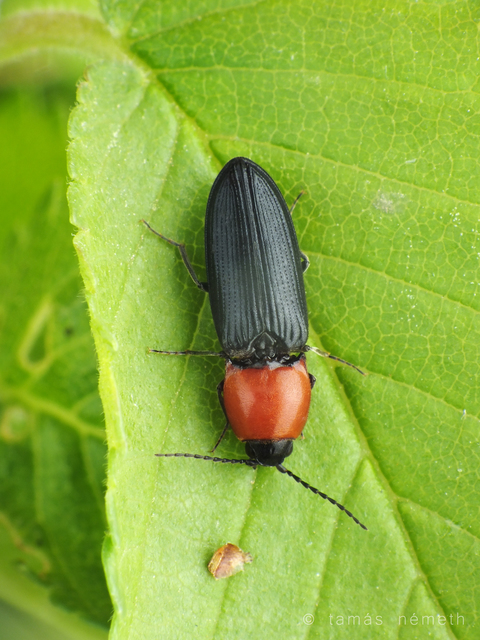 Cardiophorus gramineus - pirosnyakú szívespattanó