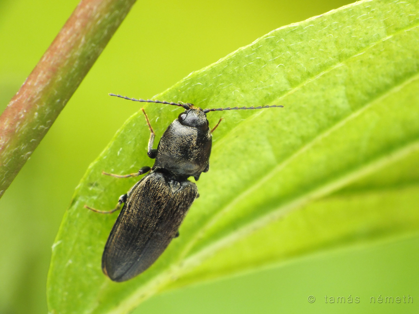 Dicronychus cinereus - szürke szívespattanó