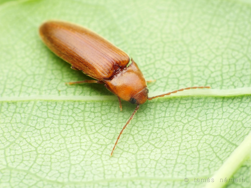 Porthmidius austriacus - fakó pattanó