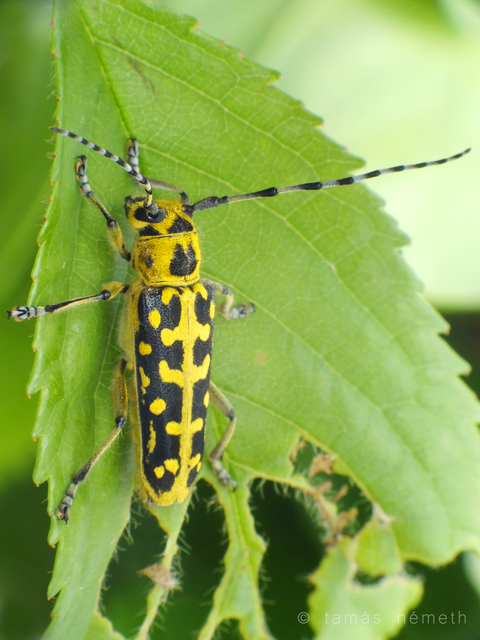 Saperda scalaris - létracincér