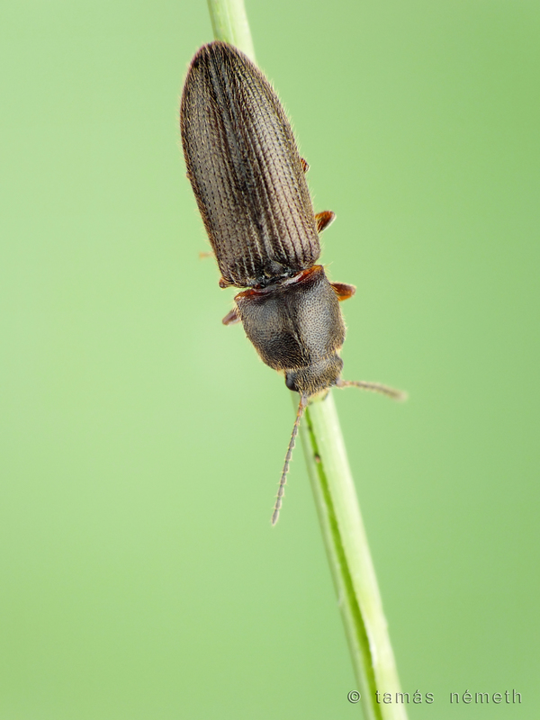 Pheletes quercus - barna bokorpattanó