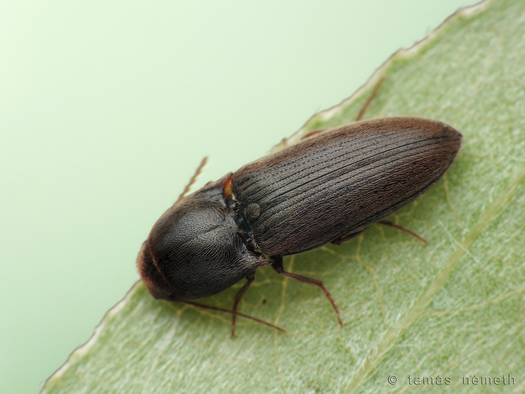 Agriotes brevis - rövidnyakú pattanó