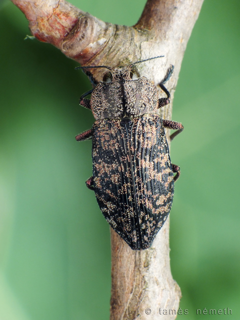Poecilonota variolosa - szeplős díszbogár
