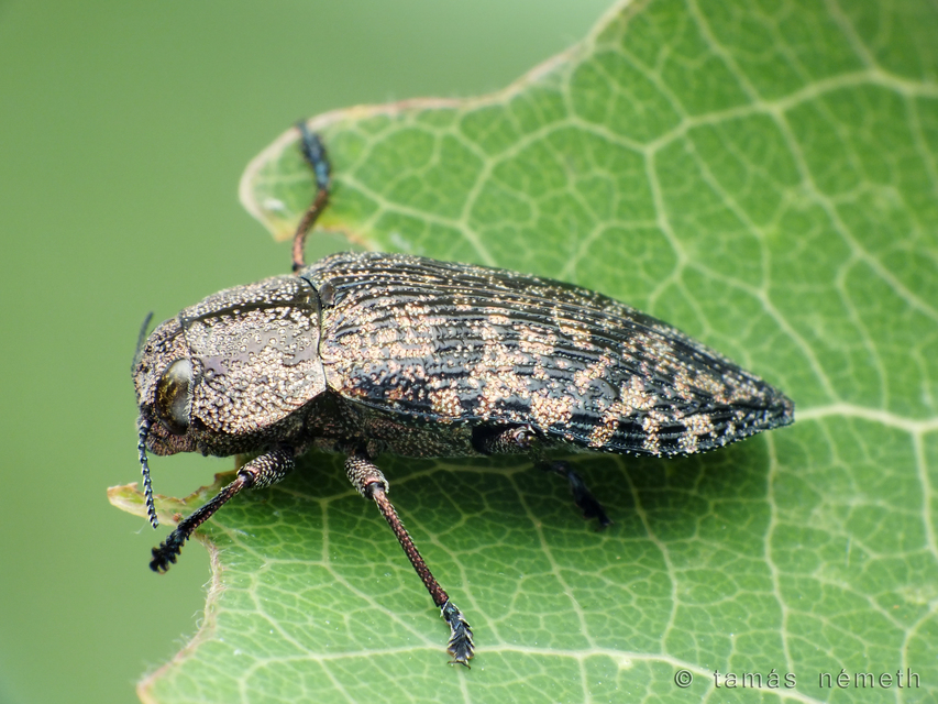 Poecilonota variolosa - szeplős díszbogár