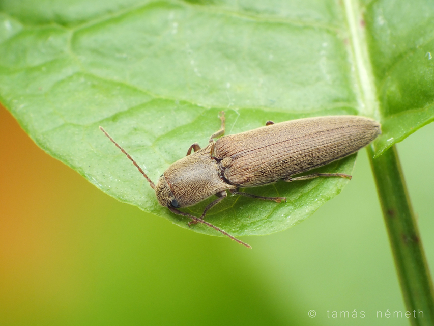 Synaptus filiformis - talpas pattanó