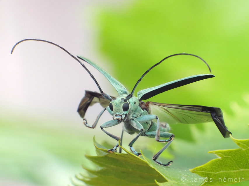 Saperda octopunctata - nyolcpontos cincér