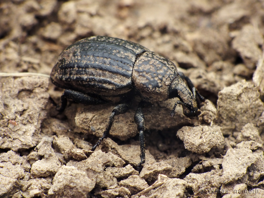 Minyops variolosus - nyugati bordásormányos
