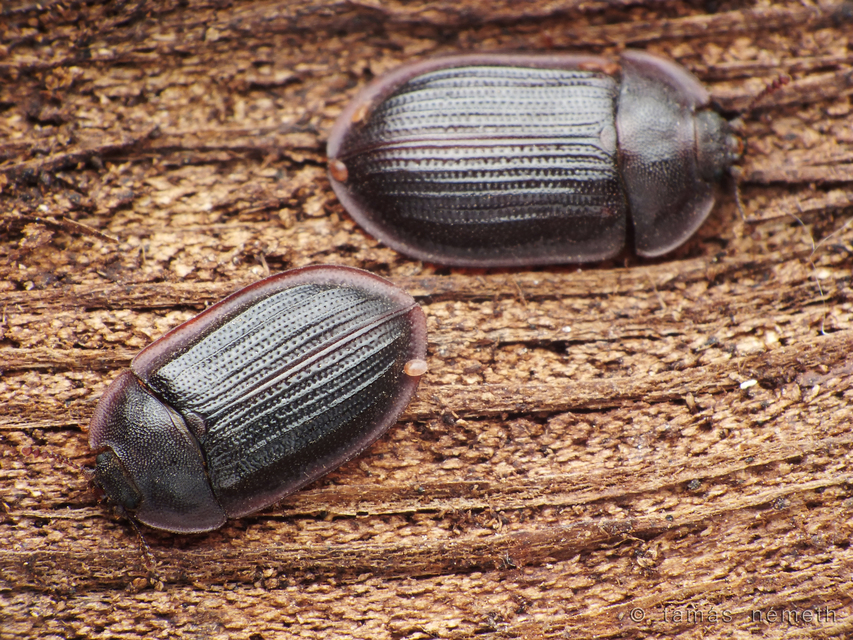 Ostoma ferruginea - rozsdaszínű korongbogár
