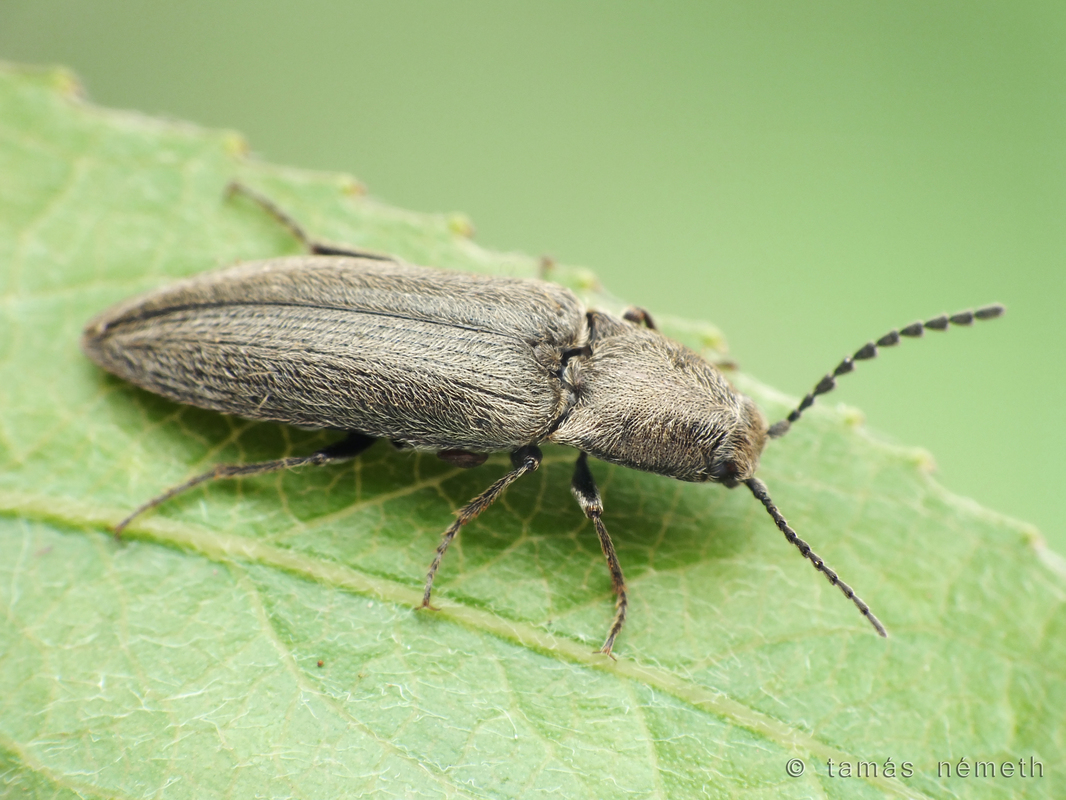 Cidnopus platiai - Platia-pattanó