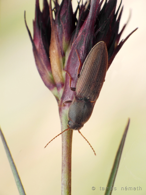 Agriotes sputator - réti pattanó