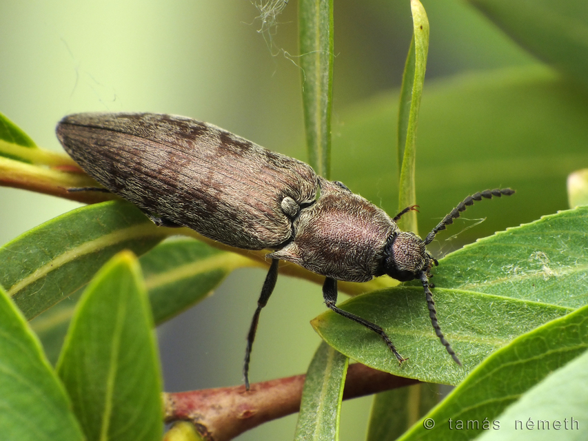 Actenicerus siaelandicus - márványos pattanó Actenicerus siaelandicus - márványos pattanó