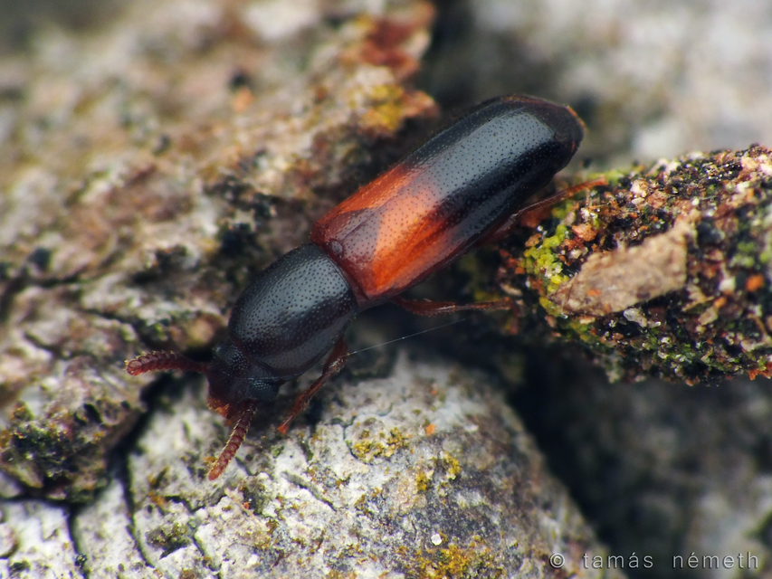 Corticeus fasciatus - öves kéregbújó