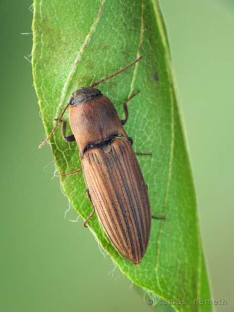 Agriotes lineatus - vetési pattanó