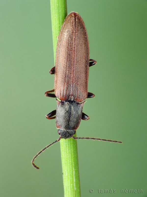 Metanomus infuscatus - füstös pattanó