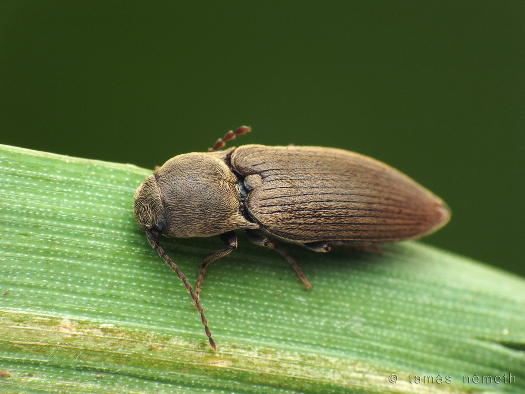 Agriotes obscurus - sötét pattanó