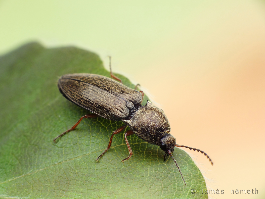 Paraphotistus nigricornis - feketecsápú pattanó